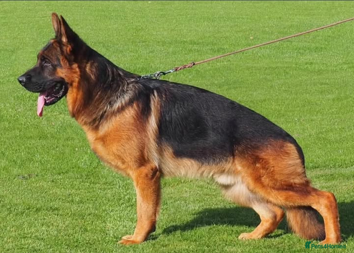 German Shepherd dogs German Shepherd Puppies – Elite German Bloodlines - Advert 3