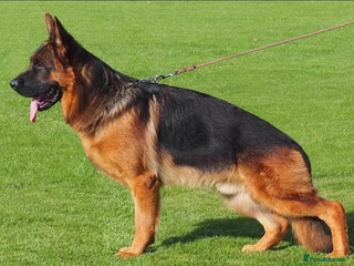 German Shepherd dogs German Shepherd Puppies – Elite German Bloodlines - Advert 2