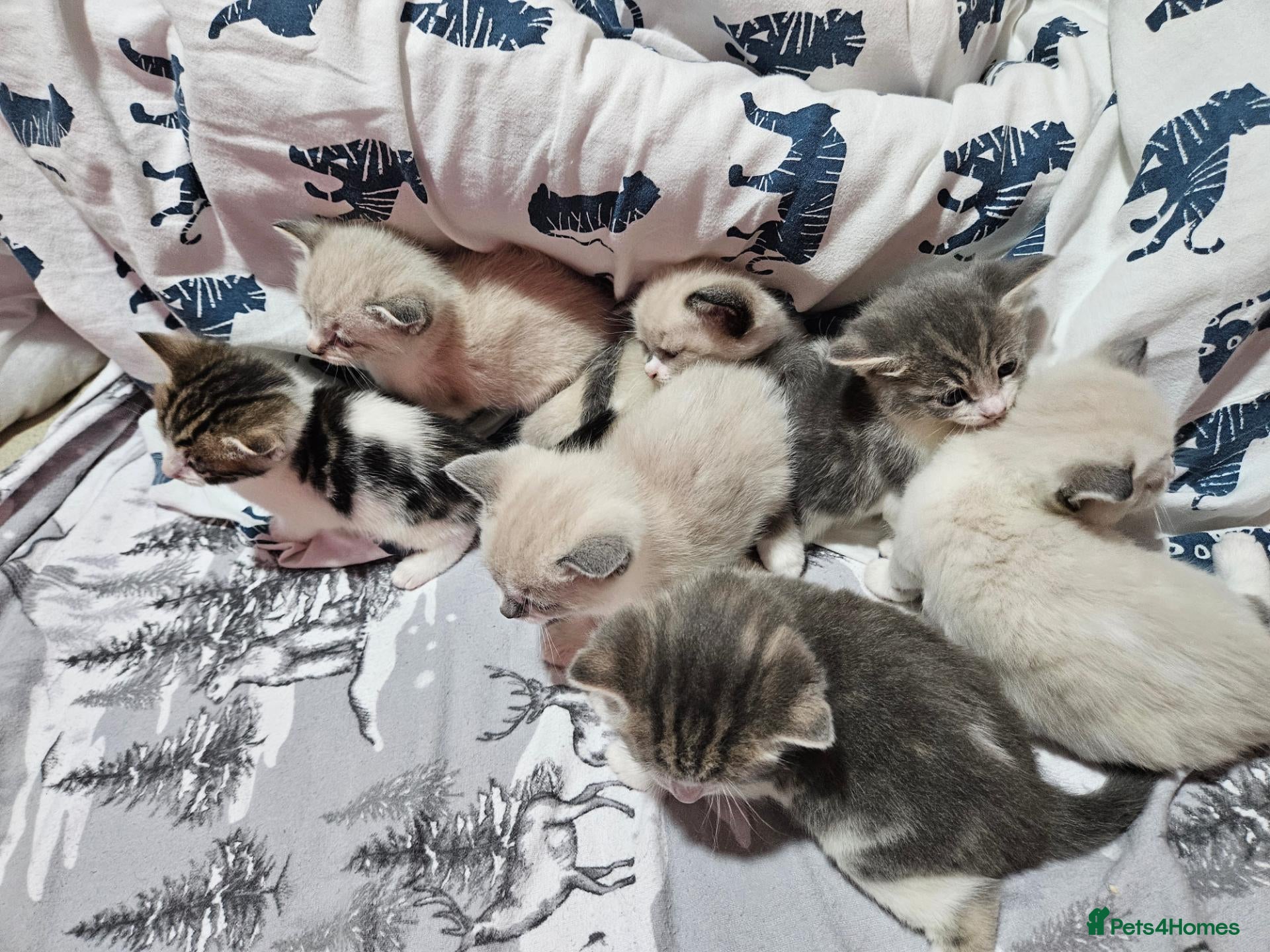 Mixed Breed cats 🐾 6 Beautiful Kittens Looking for Loving Homes - Advert 1