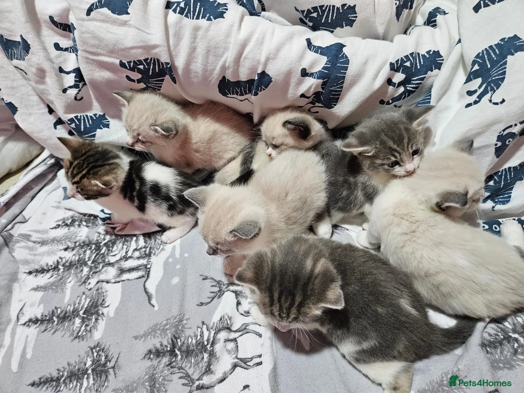 Mixed Breed cats for sale: 🐾 6 Beautiful Kittens Looking for Loving Homes - Advert 1