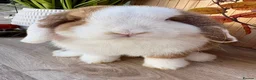 Mini Lop rabbits for sale: Beautiful Mini Lop Buck 🏠 - Advert 4