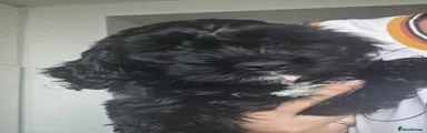 Leni