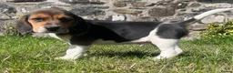 Beagle dogs for sale: Beautiful Pedigree Beagle Puppies, Ready Now  - Advert 10