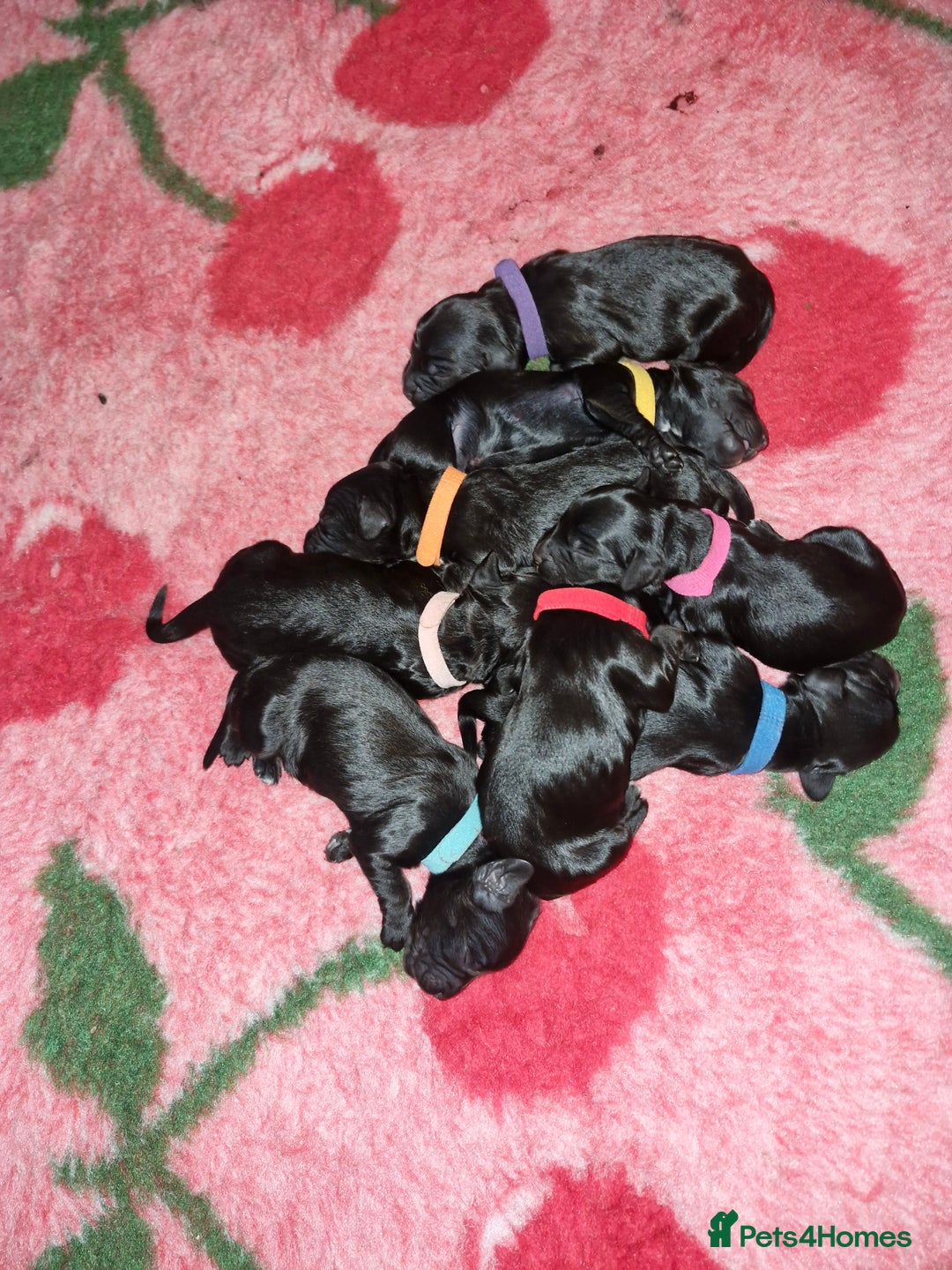 Sproodle dogs for sale: Sproodle f1b puppies - Advert 3