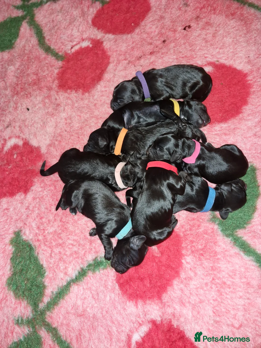 Sproodle dogs for sale: Sproodle f1b puppies - Advert 21