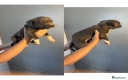 Staffordshire Bull Terrier dogs for sale: 8 blue staff puppies - Image 5
