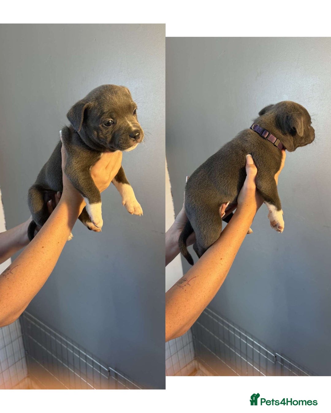 Staffordshire Bull Terrier dogs for sale: 8 blue staff puppies - Image 5