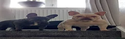 French Bulldog dogs for stud: French bulldog Stud  in Sheffield - Advert 8
