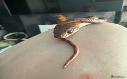 Snake reptiles for sale: Collection of snakes - Image 19
