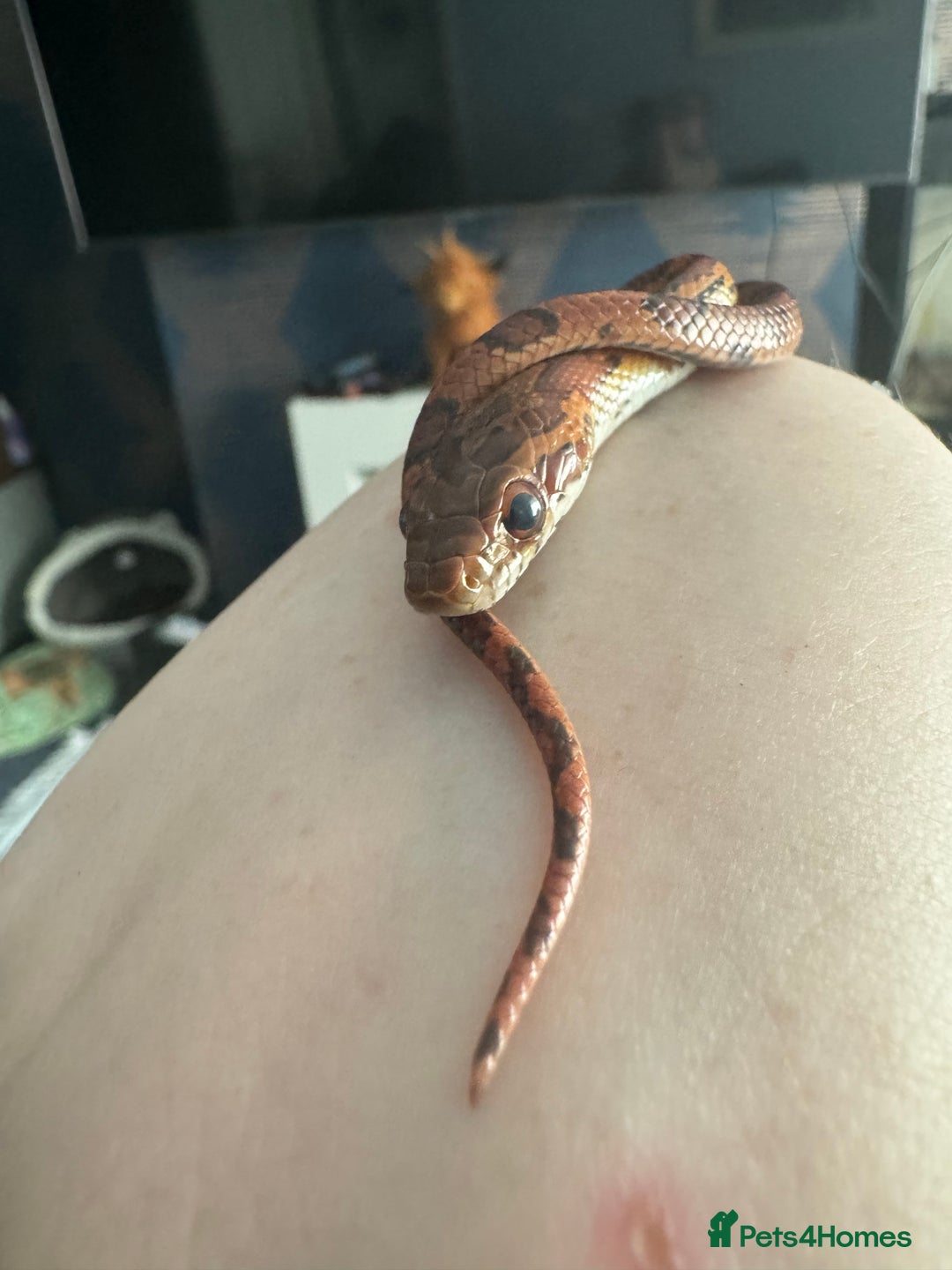 Snake reptiles for sale: Collection of snakes - Image 19