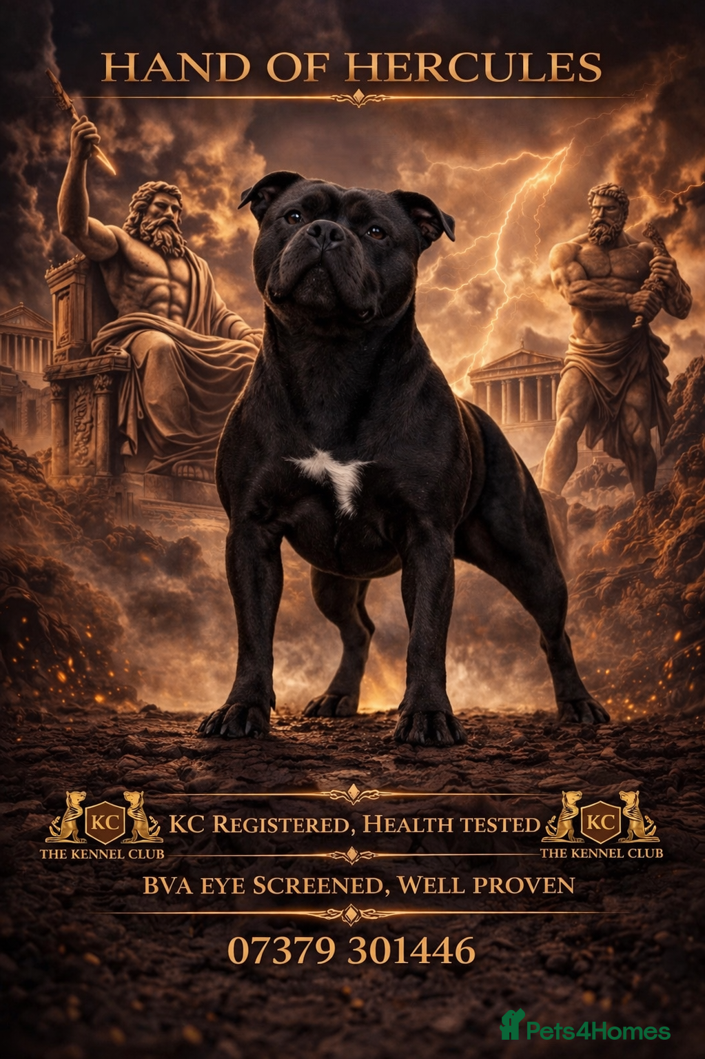 Staffordshire Bull Terrier dogs 🇬🇧 OX BULLZ! HERCULES, BLUE HEALTH TESTED STUD - Advert 4