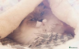 Ragdoll cats for sale: Pure Ragdoll Kittens (2 Male, 2 Female) - Image 11