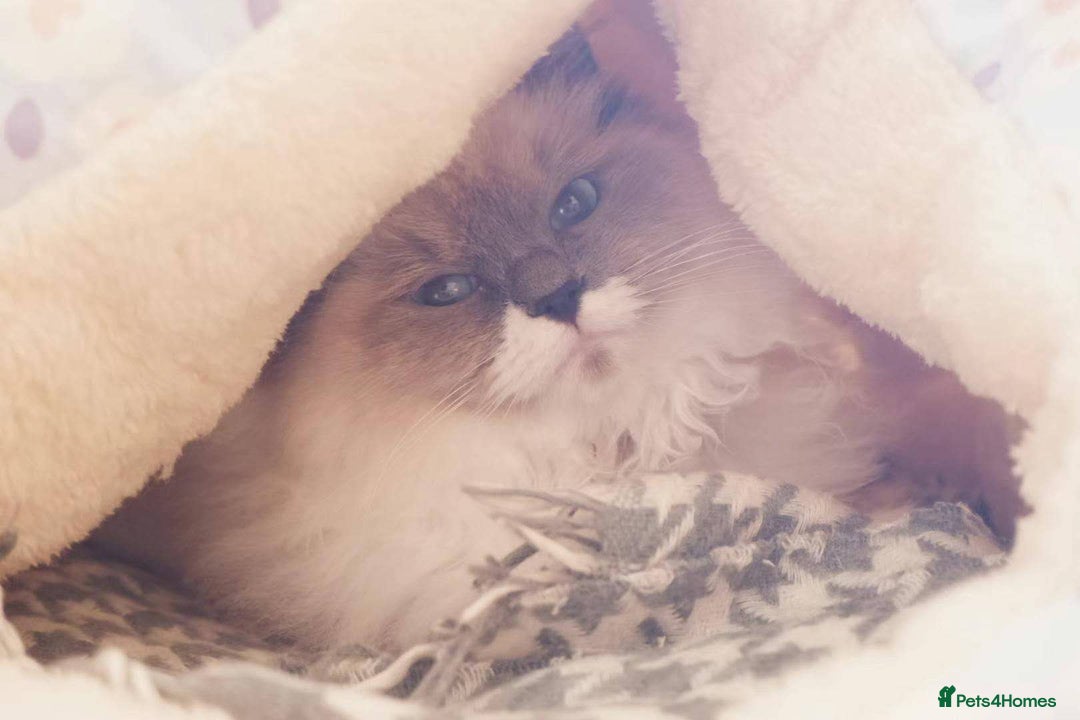 Ragdoll cats for sale: Pure Ragdoll Kittens (2 Male, 2 Female) - Image 11