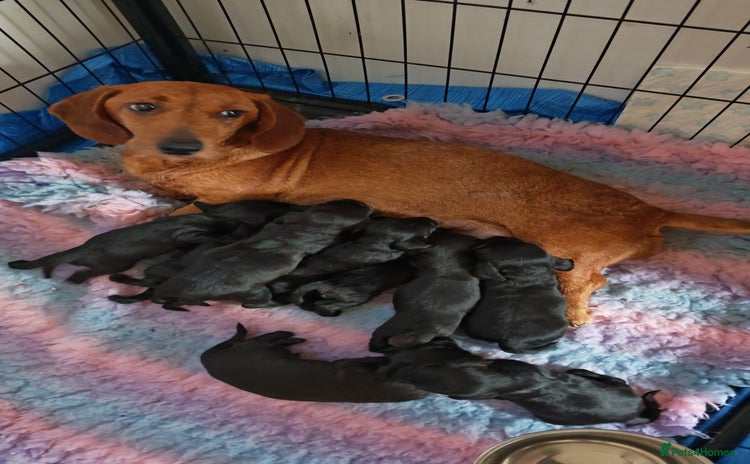 Doxiepoo dogs for sale in Doncaster - Advert 3