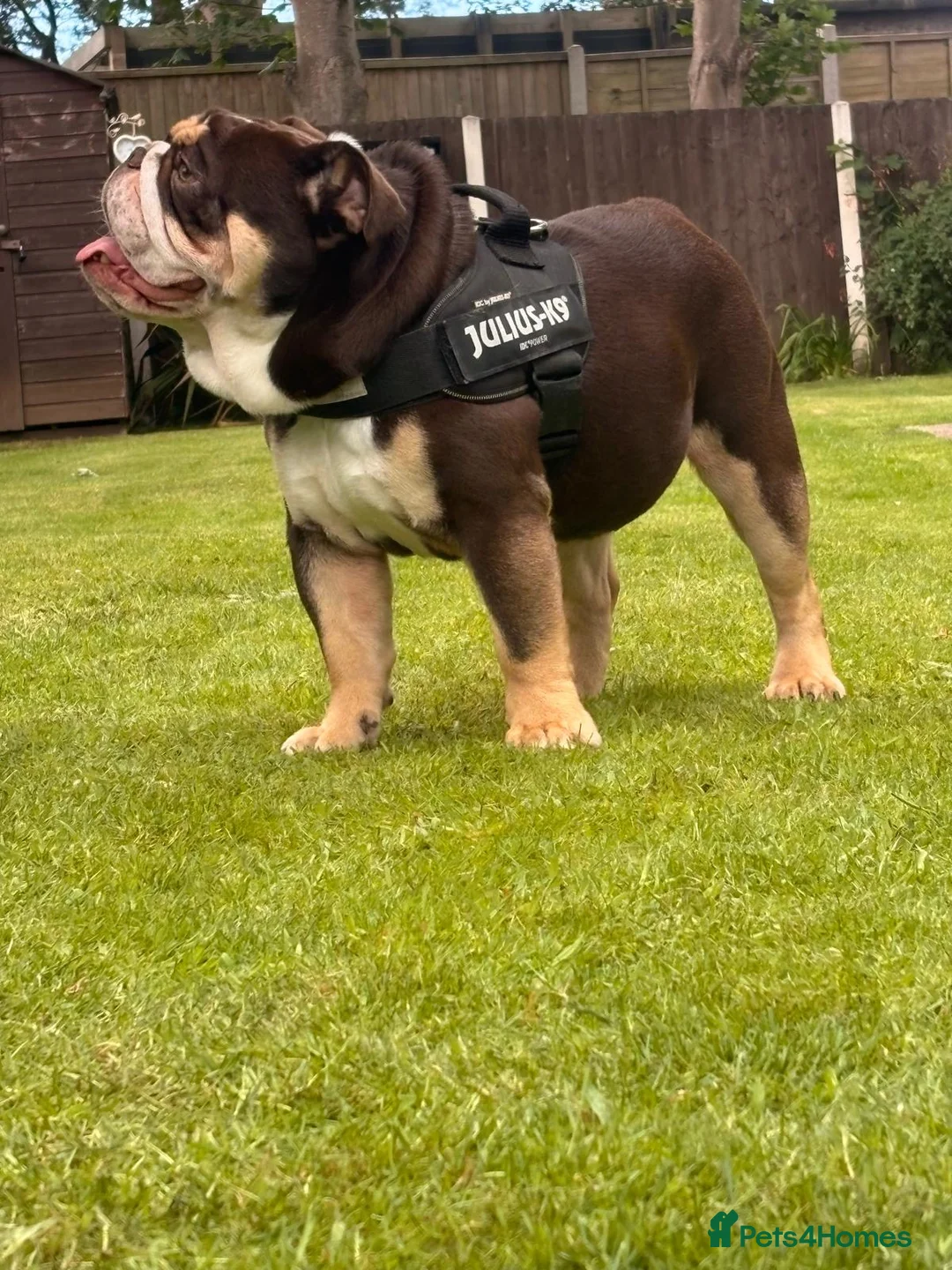 English Bulldog dogs for stud: Chocolate and white rocket Rambo for stud in Walsall - Advert 5