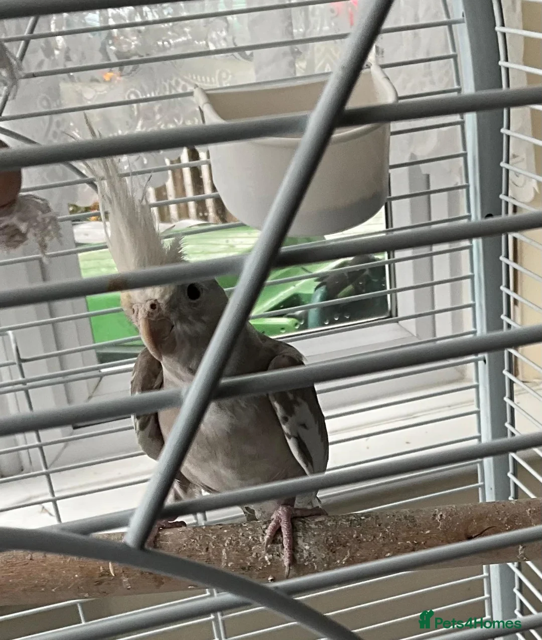 Cockatiels birds for sale: Cinnamon Cockatiel Female - Advert 2