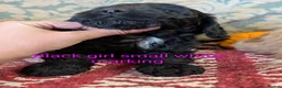 Cockapoo dogs for sale: Licensed breeder, health tested F1 cockapoos - Advert 16