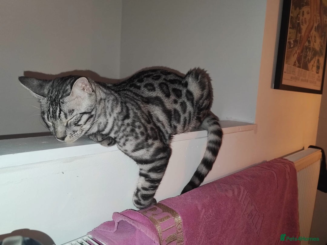 Bengal cats for sale: Sensational Silver Bengal boy requires new family  - Image 26