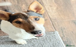 Fox Terrier dogs for adoption: Sweet Mizzo looking for LOVE - Image 30