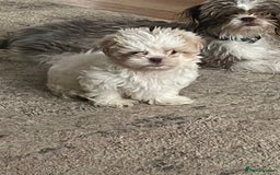 Shih Tzu dogs for sale: Boy Shih tzu - Image 5