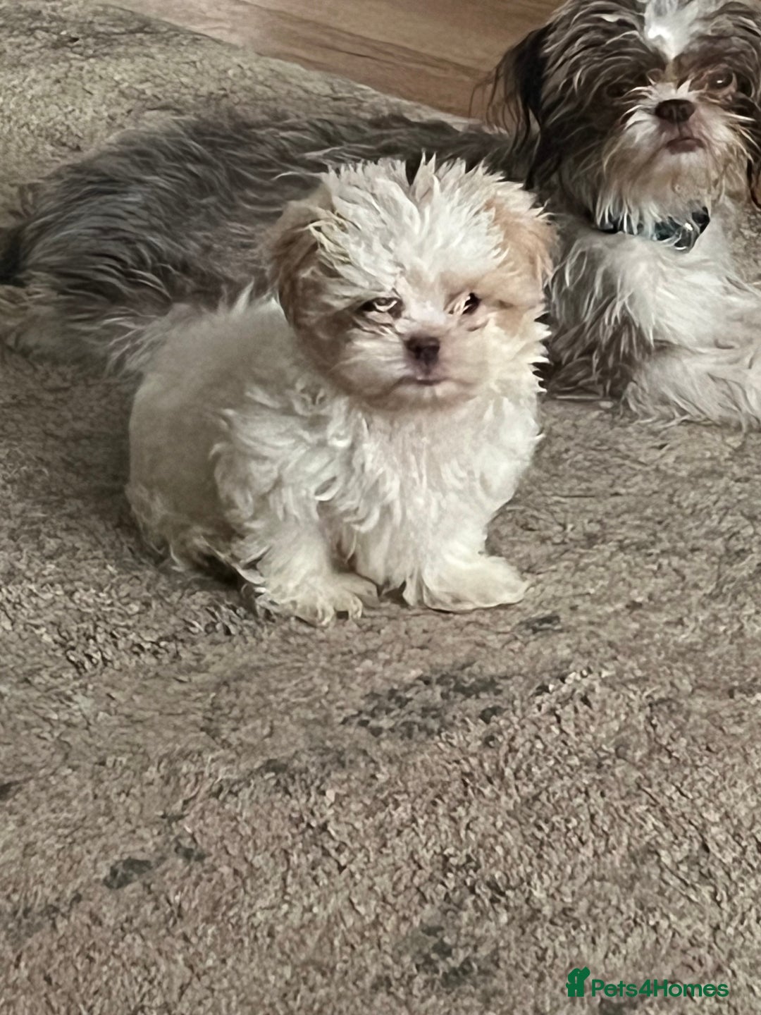 Shih Tzu dogs for sale: Boy Shih tzu - Image 5