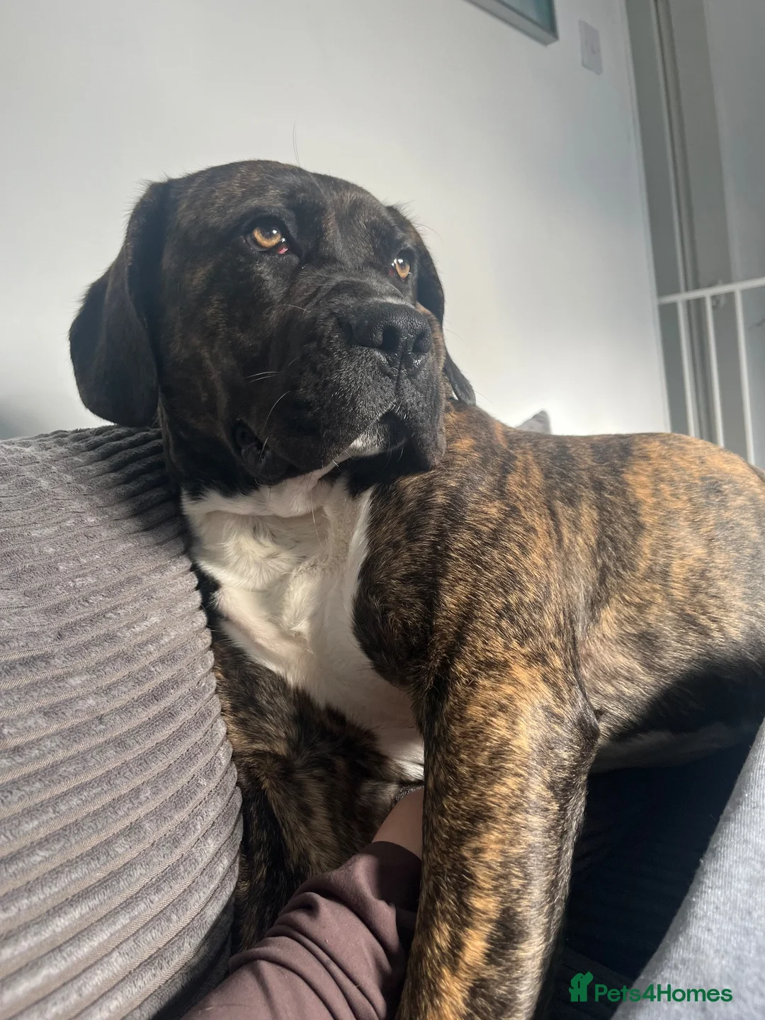 Mixed Breed dogs for sale: Odin (Cane Corso X) - Advert 6