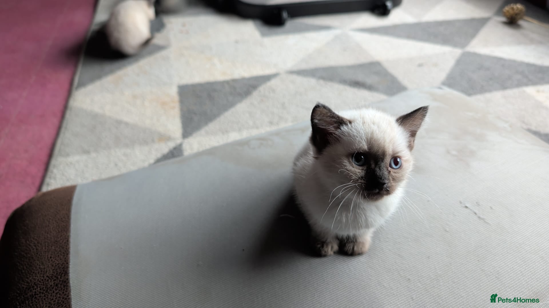 Mixed Breed cats for sale: Siamese Cross Ragdoll kittens plus black/white - Advert 8
