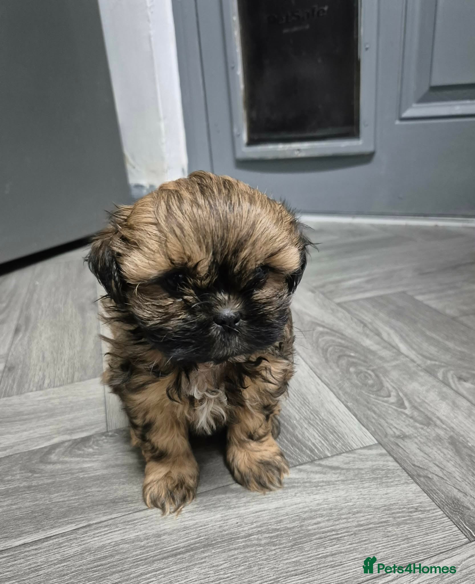 Shih Tzu dogs (1 FEMALE LEFT) 5 ShihTzu Puppies for Sale - Advert 1