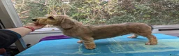 Dachshund dogs for sale: 2 mature Standard Wirehaired girls in Langport - Advert 3