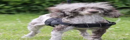 Miniature Poodle dogs for sale: Chocolate Merle poodle boy - Advert 4