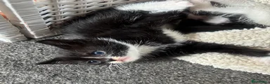 Mixed Breed Kitten 3