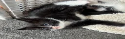 Mixed Breed cats for sale: 5 kittens and mother cat  in Hull - Advert 5