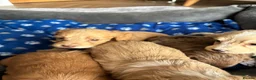 Cockapoo dogs for sale: Cockerpoo  - Advert 19