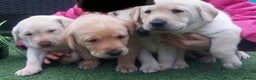 Labrador Retriever dogs for stud: KC Registered Yellow Labrador, Proven Stud  in Coalville - Advert 13