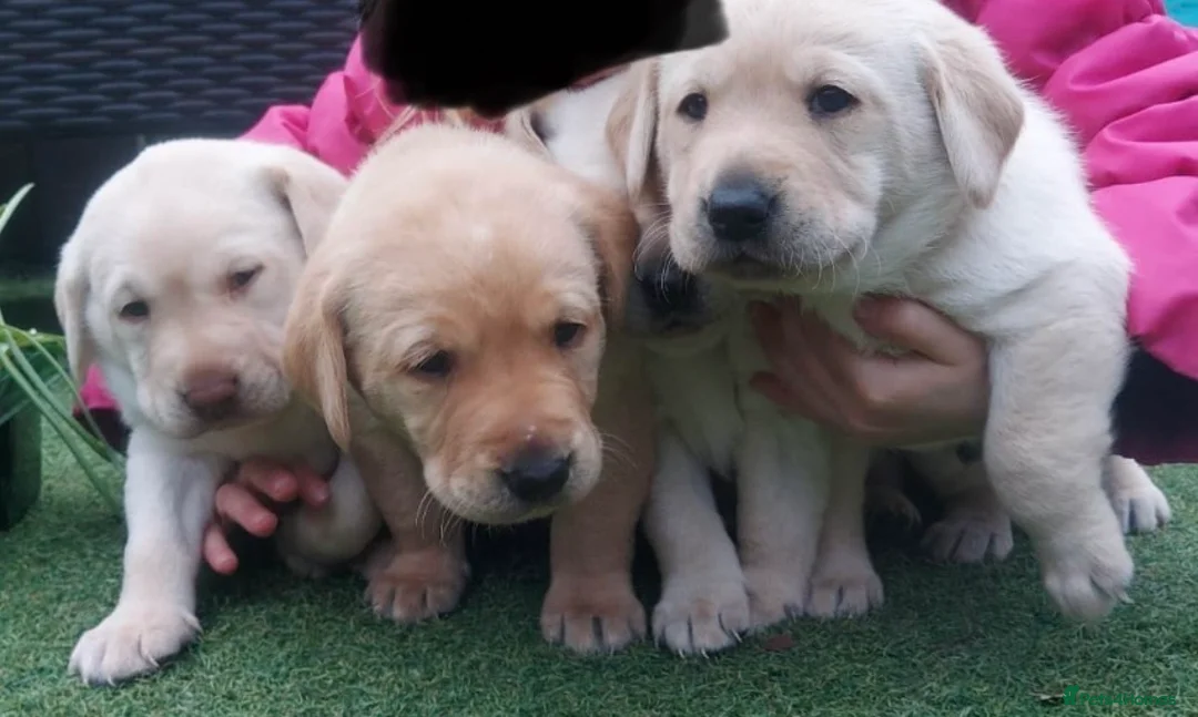 Labrador Retriever dogs for stud: KC Registered Yellow Labrador, Proven Stud  in Coalville - Advert 13