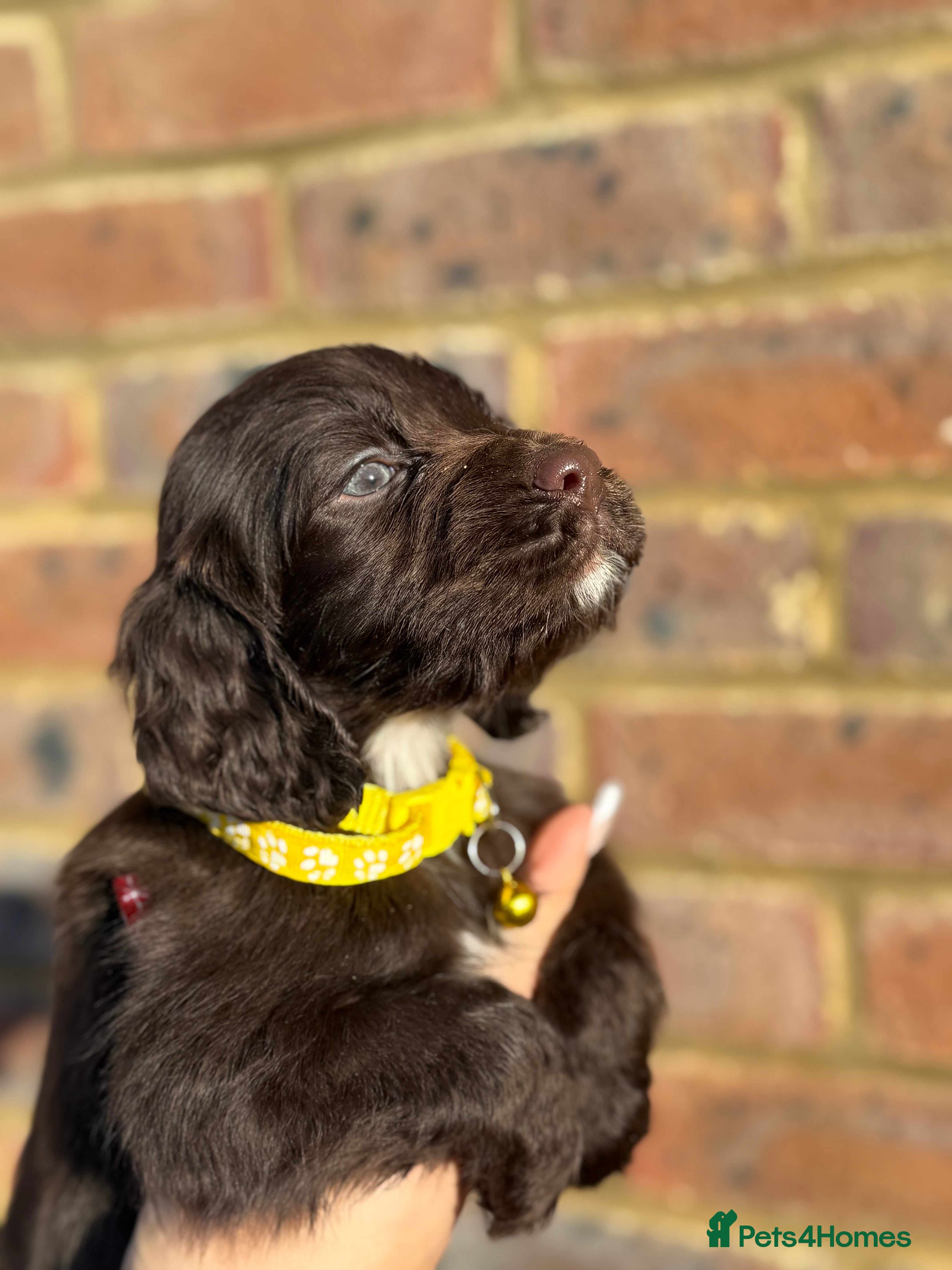 Sprocker dogs 6 Beautiful puppies  - Advert 1