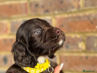 Sprocker dogs 6 Beautiful puppies - Advert 11