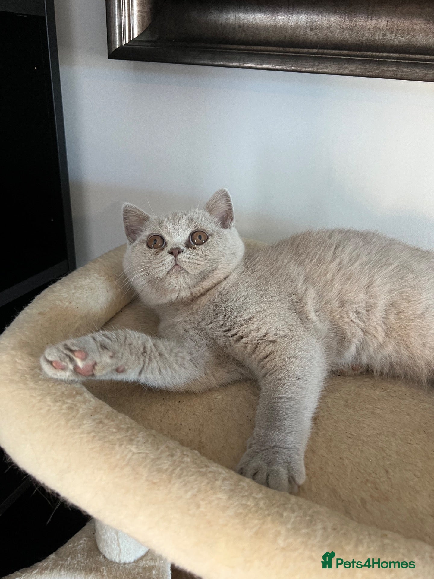 British Shorthair cats BSH lilac Girl GCCF registered £500 - Advert 2