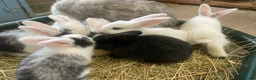 Mixed Breed rabbits for sale: Continental Giant X Giant Papillon Babies  - Advert 6