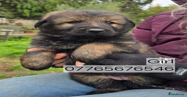 German Shepherd dogs - Advert 8