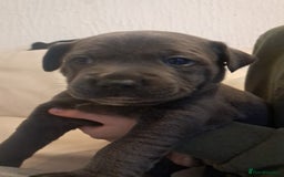 Mixed Breed dogs for sale: Staffy x malonios - Advert 13