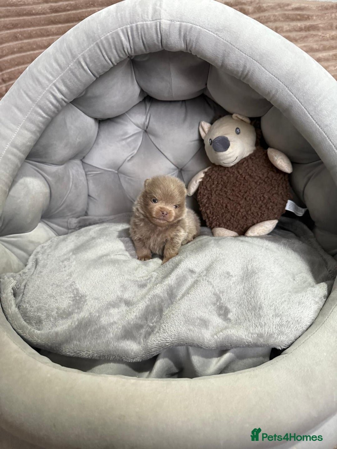 Pomeranian dogs for sale: Stunning lilac Pomeranians  - Advert 10