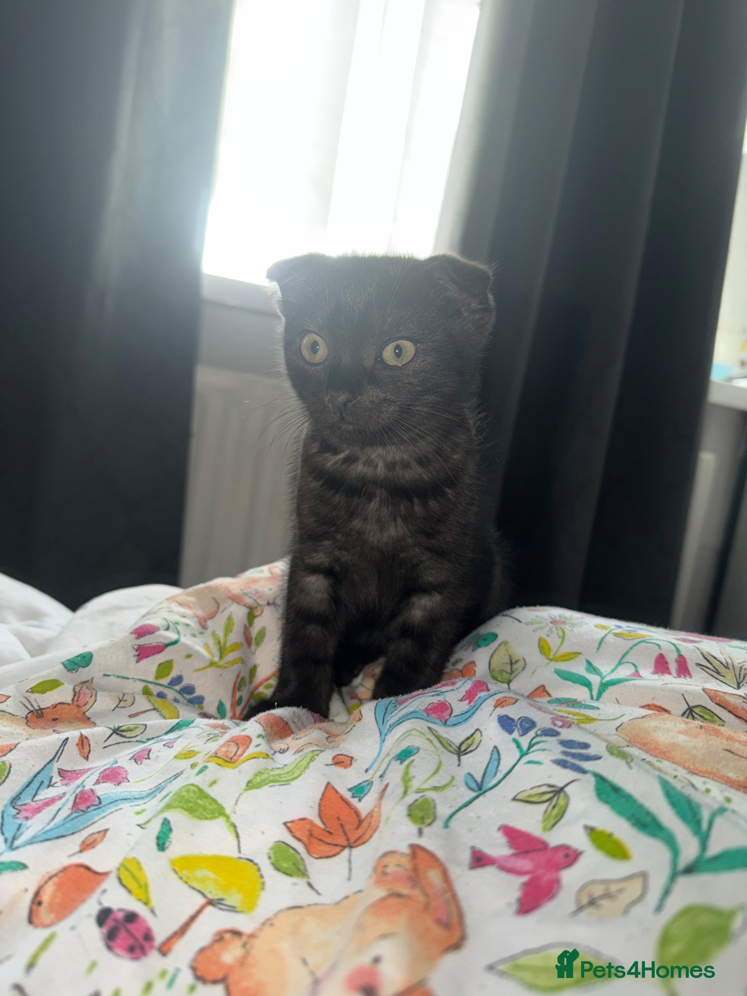 Scottish Fold cats Adorable Scottish Fold Male Kitten - Advert 12