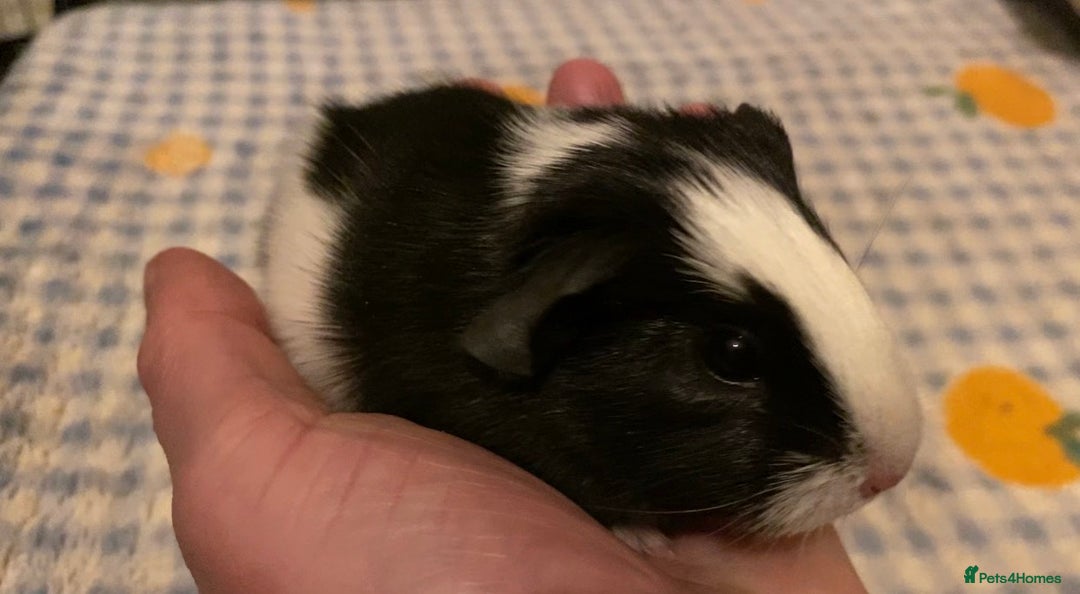 Guinea Pig rodents for sale: Gorgeous baby Guinea pigs - Advert 3
