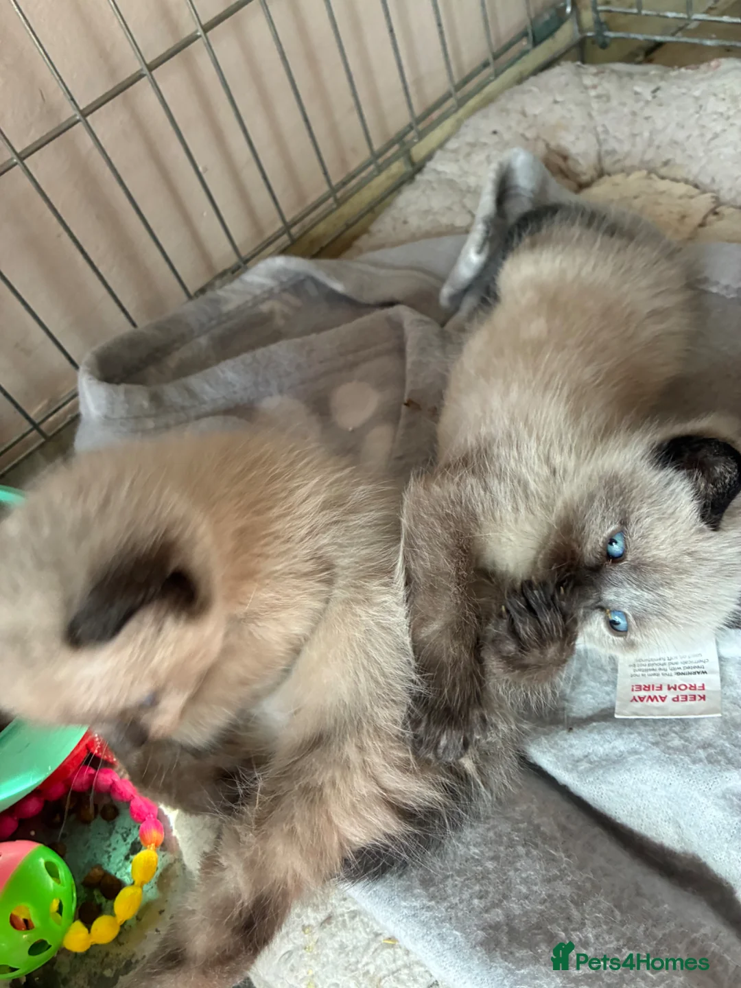 Ragdoll cats for sale: Ragdoll kittens to reserve - Advert 2