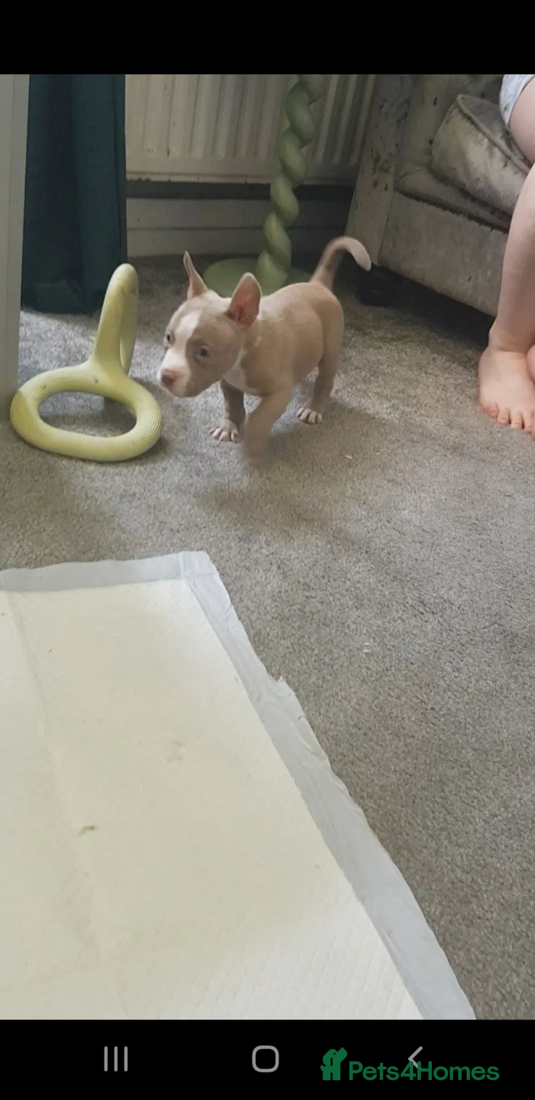 American Bully dogs for sale: Female American pocket bully puppy - Advert 28