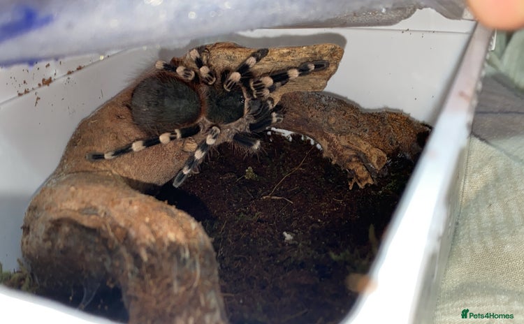Spiders invertebrates - Advert 2