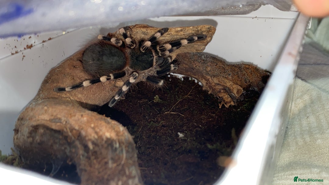 Spiders invertebrates for sale: 4 beautiful tarantulas  - Image 1