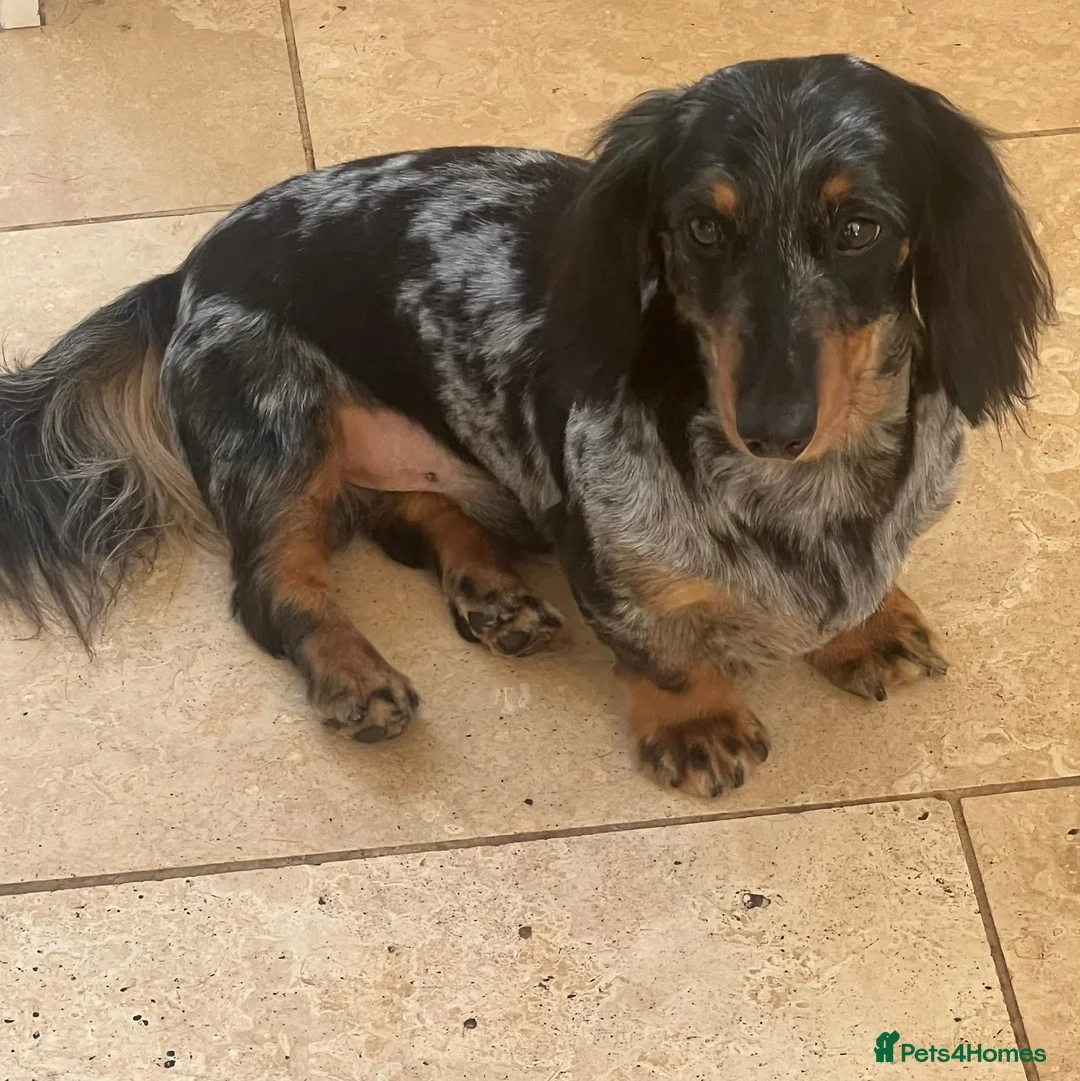 Miniature Dachshund dogs for sale: Miniature dachshund  - Advert 11
