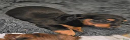 Miniature Dachshund dogs for sale: Viewings available this weekend, Longhaired  - Advert 13